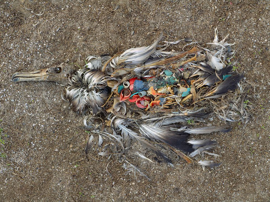 Îles Midway, océan Pacifique nord – un albatros mort suite à l’ingestion d’une quantité trop importante de déchets plastique.